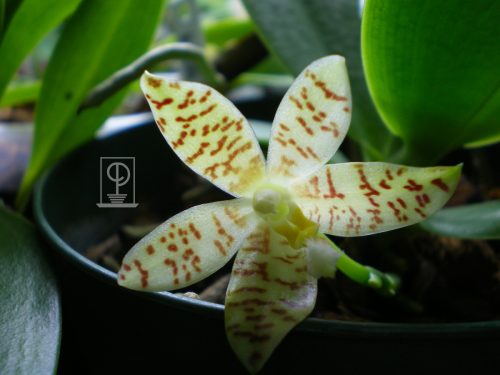 Phalaenopsis hieroglyphica