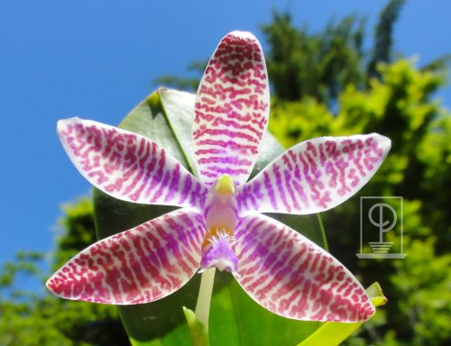 Phalaenopsis lueddemanniana